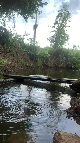 I really like this place🌲🌿#therian #therians #theriantiktok #therianthropy #quadrobics #quadrobicsjump #nature #naturalforest #forest #fyp #fypシ #fypage #viral #therianไทย #ควอดโรบิก #ธรรมชาติ #ป่า 