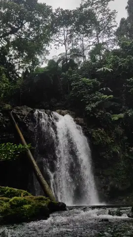 Dia Cantik, Namun Terancam.  #fyp  #airterjunwago  #soakonoragalelaselatan  #galelahalmaherautara 