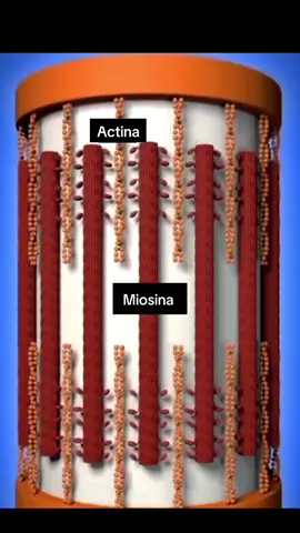 As fibras musculares são as células que compõem os músculos e são responsáveis pela contração e geração de força. Existem três tipos principais de fibras musculares no corpo humano: 1. Fibras Musculares de Contração Lenta (Tipo I):     - Características: Alta resistência à fadiga, menor força de contração.    - Metabolismo: Predominantemente aeróbico (usam oxigênio para produzir energia).    - Função: Ideais para atividades de longa duração e resistência, como maratonas e ciclismo de longa distância.    - Exemplos: Músculos das pernas de corredores de longa distância. 2. Fibras Musculares de Contração Rápida (Tipo IIa):     - Características: Moderada resistência à fadiga, força de contração intermediária.    - Metabolismo: Misto, tanto aeróbico quanto anaeróbico (podem usar oxigênio ou glicose sem oxigênio para produzir energia).    - Função: Adequadas para atividades que requerem força e resistência, como sprints de média distância.    - Exemplos: Músculos das pernas de corredores de média distância. 3. Fibras Musculares de Contração Rápida (Tipo IIb):     - Características: Baixa resistência à fadiga, maior força de contração.    - Metabolismo: Predominantemente anaeróbico (usam glicose sem oxigênio para produzir energia).    - Função: Ideais para atividades de alta intensidade e curta duração, como levantamento de peso e sprints.    - Exemplos: Músculos dos braços de levantadores de peso. Cada tipo de fibra muscular é adaptado para diferentes tipos de atividades físicas, e a composição de fibras musculares pode variar entre indivíduos, influenciando seu desempenho em várias atividades atléticas. A fibra muscular, também conhecida como célula muscular ou miofibra, é a unidade funcional do tecido muscular. Aqui está um resumo da sua anatomia: 1. Estrutura Básica:     - Sarcolema: Membrana plasmática da fibra muscular que envolve o citoplasma (sarcoplasma).    - Sarcoplasma: Citoplasma da célula muscular, contendo organelas, núcleos e miofibrilas. 2. Componentes Internos:     - Miofibrilas: Estruturas cilíndricas longas que ocupam a maior parte do sarcoplasma. São compostas por unidades menores chamadas sarcômeros, que são a unidade funcional da contração muscular.    - Sarcomeros: Unidades repetitivas dentro das miofibrilas, compostas por filamentos de actina (finos) e miosina (grossos), que interagem para produzir contração.    - Retículo Sarcoplasmático: Rede de túbulos que armazena e libera íons de cálcio, essenciais para a contração muscular.    - Mitocôndrias: Organelas que produzem ATP, fornecendo energia para a contração muscular. 3. Túbulos T (Transversos):     - Sistemas de túbulos que se estendem através da fibra muscular, permitindo a propagação rápida de sinais elétricos (potenciais de ação) para dentro da célula. 4. Núcleos:     - Fibras musculares esqueléticas são multinucleadas, o que significa que possuem vários núcleos localizados na periferia da célula, logo abaixo do sarcolema. 5. Proteínas Contráteis e Estruturais:     - Actina e Miosina: Principais proteínas envolvidas na contração muscular.    - Tropomiosina e Troponina: Proteínas reguladoras que controlam a interação entre actina e miosina.    - Titin e Nebulin: Proteínas estruturais que ajudam a manter a integridade e o alinhamento dos sarcômeros. 6. Discos Z:     - Estruturas que delimitam os sarcômeros e ancoram os filamentos de actina. A organização precisa e complexa das fibras musculares permite a eficiente contração e relaxamento dos músculos, essencial para movimento e força.