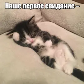 Опа! Ай лав ю, ай хейт ю #щитпост #fyp #gspd #котики 