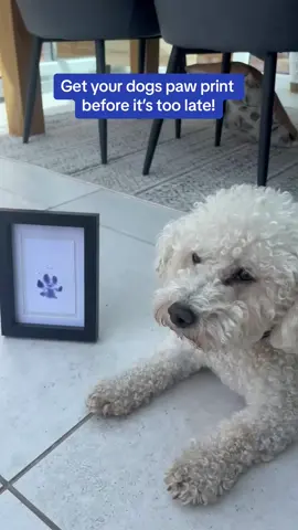 Available in different sizes and colours #cute #dog #dogsoftiktok #wholesome 