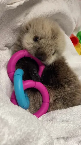 Meet our newest patient - a female northern sea otter pup! 🦦  Estimated to be only a few weeks old, she was found alone near Tofino and quickly transferred to our Rescue Centre thanks to the swift actions of Fisheries and Oceans Canada (DFO) and our rescue team.  The tiny pup is currently receiving 24-hour care from our dedicated team of staff and volunteers. She has a long journey ahead, but the veterinary team is cautiously optimistic. ❤️  Caring for a sea otter pup is both very time-intensive and costly. You can support this pup's ongoing care by making a donation today. Gifts of all sizes make a difference and thanks to a matched gift, will have twice the impact!  #babyseaotter #seaotter #marinemammalrescue #cutebabyanimals 