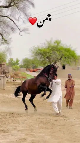 ❤️#foryoupage #fyp #horsedance #horselover #bukharihighlights 