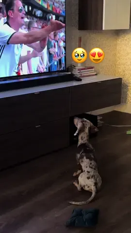 Tiszta apja🤯🥰 #sausagedog #dauchshund #footballtiktok 