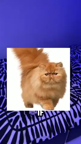 кот смешной эх блин #эх 