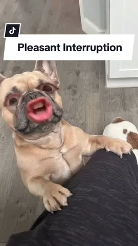 The best interruption ever! #clinger #frenchbulldog #dogparents #edsheeran #takemeintoyourarms