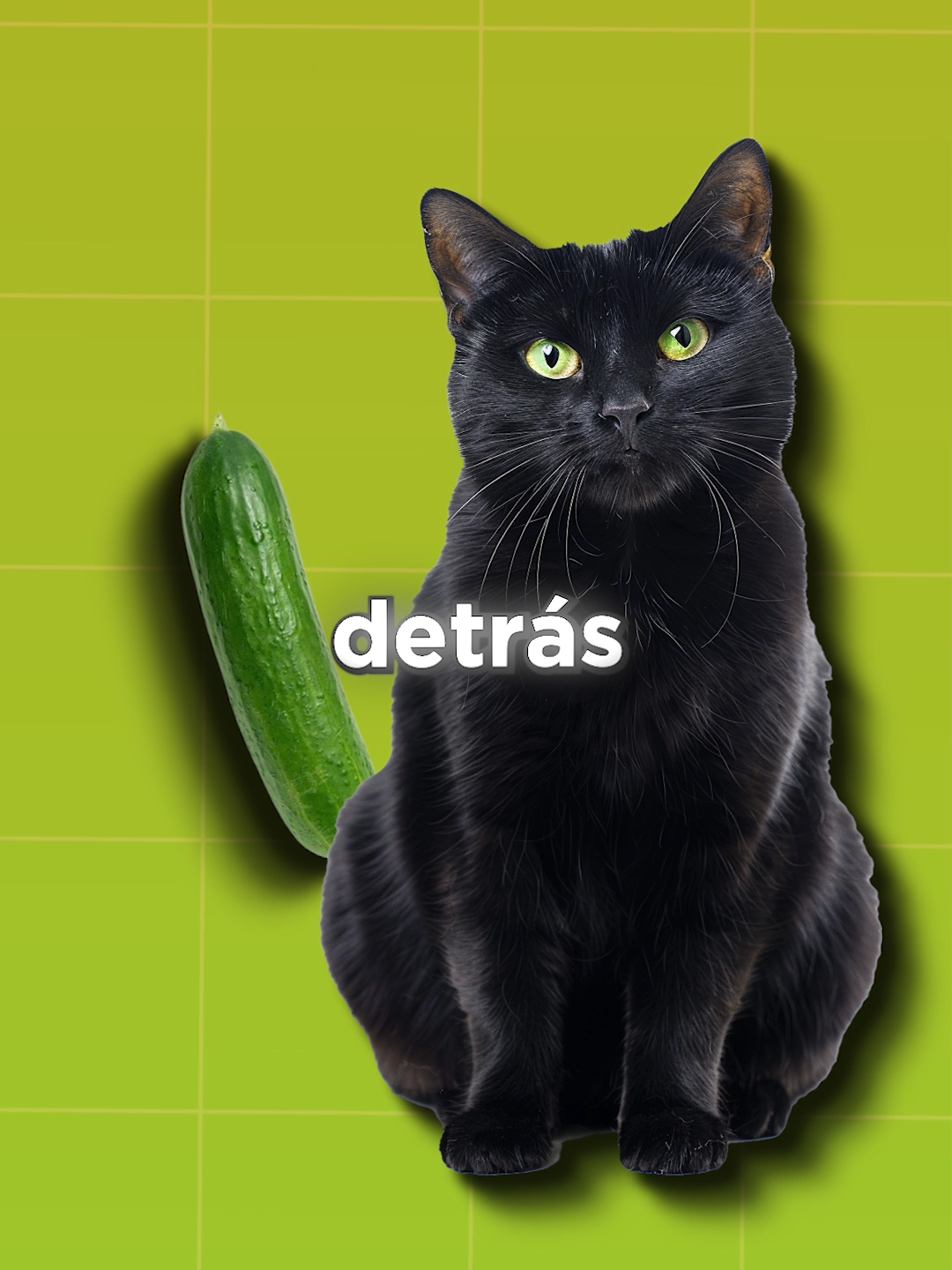 ¿Por qué a los gatos les da miedo el pepino? #biologia #catlife #gatos #gatitos#catlover #migato #michi #datocurioso #SabiasQue