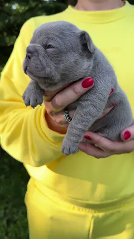 I’m in love this baby girl 😍💘 she’s amazing Lilac solid color 👑 ⠀ ⚜️🌸⚜️ F R E Y A⚜️🌸⚜️ ⠀ TOP QUALITY PUPPIES 💎🔝 ⠀ Мы находимся в 🇵🇱🇪🇺 Есть доставка 🚘✈️ Полный пакет EU документов  #exclusivecolorpuppies#luxuriouspuppies#rarecolorpuppies#topqualitypuppies#ourlocationpoland#доставкапоевропе#usa#polandfrenchbulldogpuppies#щенкифранцузскогобульдога#CapCut 