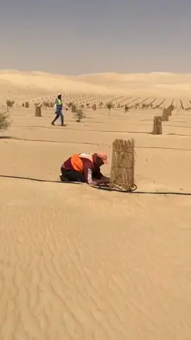 o governo chinês está plantando árvores para conter a expansão do deserto 