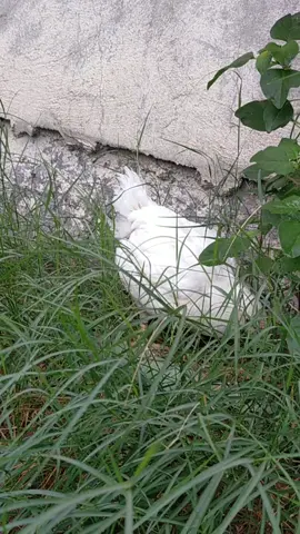 دجاج اورجانك