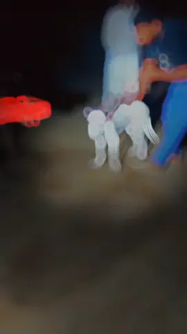 #bully 🐕🐕🐕🐕#doglovers  #shok .. #foryouviralvideo 