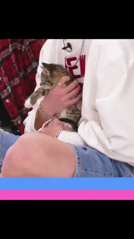 skz talking abt their roman empire wasnt in my 2024 bingo card #straykids #buzzfeed #cats #fyp #kpop #edit #skz #kitten #felix #bangchan #leeknow #han #jeongin 
