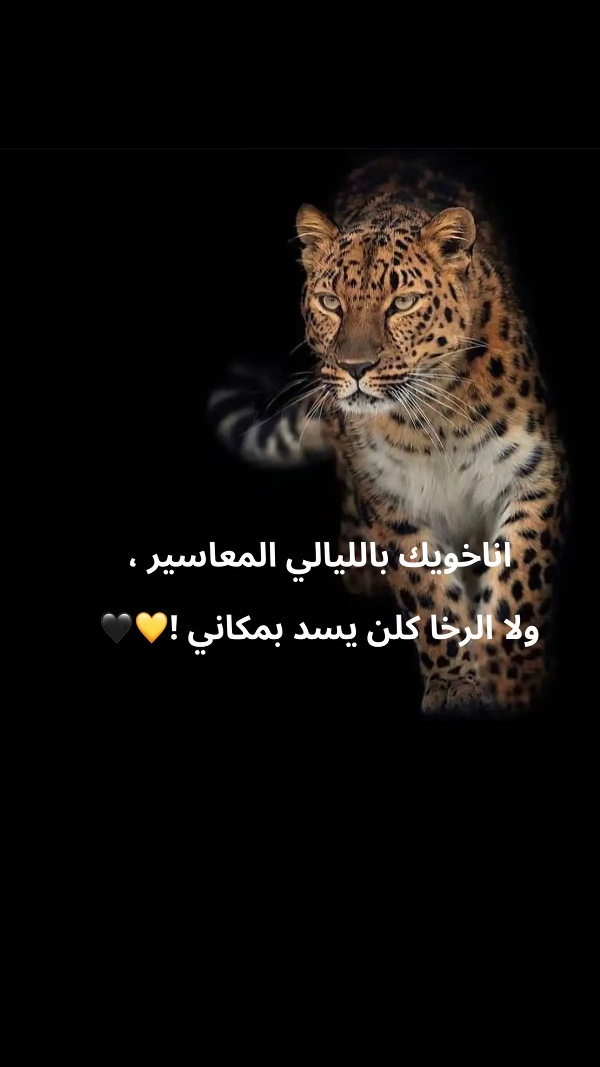 #🐆🖤