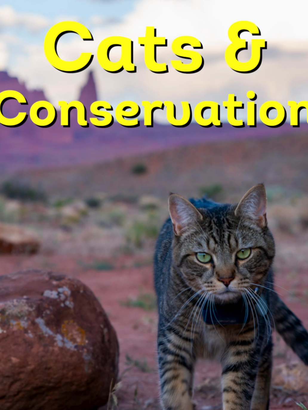 We love cats as much as we love people (maybe even more), but there’s no denying that our furry friends can be a terror to local wildlife when permitted to roam freely🐈‍⬛ If you let your cat outdoors, make sure to take the proper precautions to ensure their safety, as well as local wildlife’s. #cats#conservation#outdoorcats