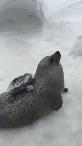 Seal core #seal #тюлень #meme #❤️❤️❤️ #cute #animals 
