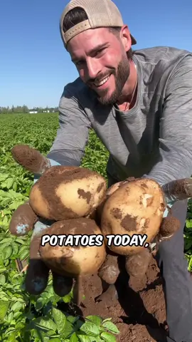 Making a decision that could cost our farm 100k+ - Today we are deciding when to kill down our spuds to let the skinset on them! #farmtok #potatotiktok #potato #agriculture #harvest #farmer 