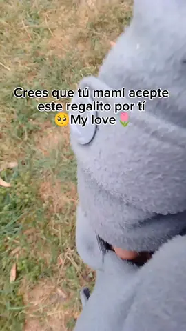 Que dirá tu mamacita😅SI O NO 💖😅🌷 #CapCut #HUANCAYO #huancayo  #cuy #fps #fyp #music #tellevaremicholito😂😂🥰 