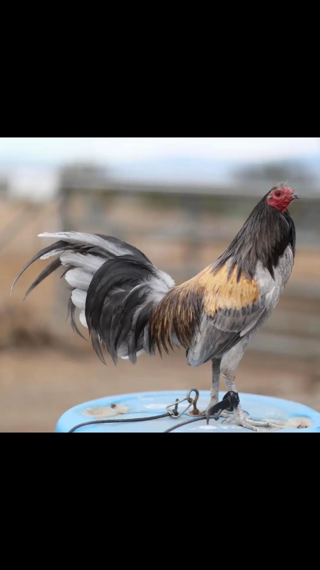 #gallosdeprimernivel #pollo #padrote #exoticosgallos #paratiiiiiiiiiiiiiiiiiiiiiiiiiiiiiii #gallosfinos💯 #gallogiro #amantedelosgallos #gallosfinos #galloindio #pintos 