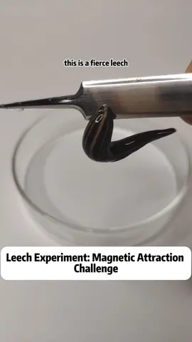 Iron Leech Experiment: Magnetic Attraction Challenge! Description: Dive into today's unique experiment where a tenacious leech takes on the world of magnets and iron filings! We start by introducing the leech to iron filings and watch as it becomes encased, transforming into an 