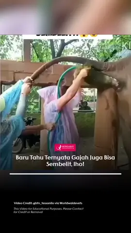 Gajah dapat mengalami sembelit karena beberapa alasan utama, termasuk pola makan yang tidak seimbang, dehidrasi, dan penyakit yang mendasari seperti infeksi saluran pencernaan. Gajah yang berada dalam penangkaran mungkin mengalami perubahan pola makan yang menyebabkan kurangnya serat dan asupan air yang tidak memadai. Infeksi bakteri seperti Salmonellosis juga dapat mempengaruhi saluran pencernaan dan menyebabkan sembelit. Selain itu, kondisi medis lain seperti infeksi herpesvirus pada gajah juga dapat menyebabkan gejala sembelit. Dikutip dari @btn_tessonilo, ada beberapa 'tersangka' di balik sembelit pada gajah, yaitu: Kekurangan air minum: Gajah membutuhkan air minum yang cukup untuk menjaga pencernaan mereka lancar. Kurangnya air dapat membuat feses mereka keras dan sulit dikeluarkan. Kurang serat: Serat penting untuk membantu pergerakan usus. Jika gajah tidak mendapatkan cukup serat, feses mereka bisa menjadi keras dan mereka bisa sembelit. Perubahan pola makan: Perubahan mendadak pada pola makan gajah, seperti dari rumput ke daun, dapat mengganggu pencernaan dan menyebabkan sembelit. Stres: Gajah yang mengalami stres, seperti karena diburu, dipindahkan ke habitat baru, atau dipisahkan dari kawanannya, juga bisa mengalami sembelit. Penyakit: Infeksi parasit, bakteri, atau virus pada pencernaan gajah dapat mengganggu proses pencernaan dan menyebabkan sembelit. Untungnya, dokter hewan selalu sigap membantu para gajah yang mengalami sembelit. Salah satu caranya adalah dengan pemeriksaan pencernaan, seperti yang dilakukan di pusat konservasi. Menariknya, dokter hewan tidak hanya berhadapan dengan bau tak sedap, tapi juga 'mandi' lumpur hijau saat membantu gajah! Dikutip dari @btn_tessonilo