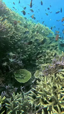 #fyp #fypシ゚viral #fypage #snorkling #freedive #terumbukarang #laut #itedemenleklombok #lombokfyp #indonesiawonderfull 