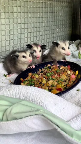 Ever wonder what opossums eat? Making opo diet at the rehab is one of my favorite things. Starting with a base of cat food, then add an array of chopped fruits and vegetables, then some kind of protein. Today i used walnuts and hulled sunflower seeds. We usually rotate between nuts/seeds, eggs, chicken, mice/chicks, and whatever else we have on hand. Then mix in a dollop of plain greek yogurt and you have yourself a gourmet meal (for an opo that is). 🍽️ #opossum #possumsoftiktok #virginiaopossum #wildliferehabilitation #wildliferescue #opossumfood 