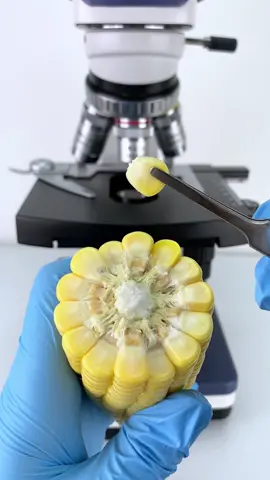Would you eat Corn magnified 400x? #microscope 