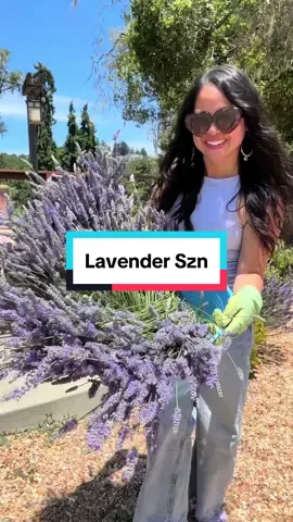 #lavendergirl 