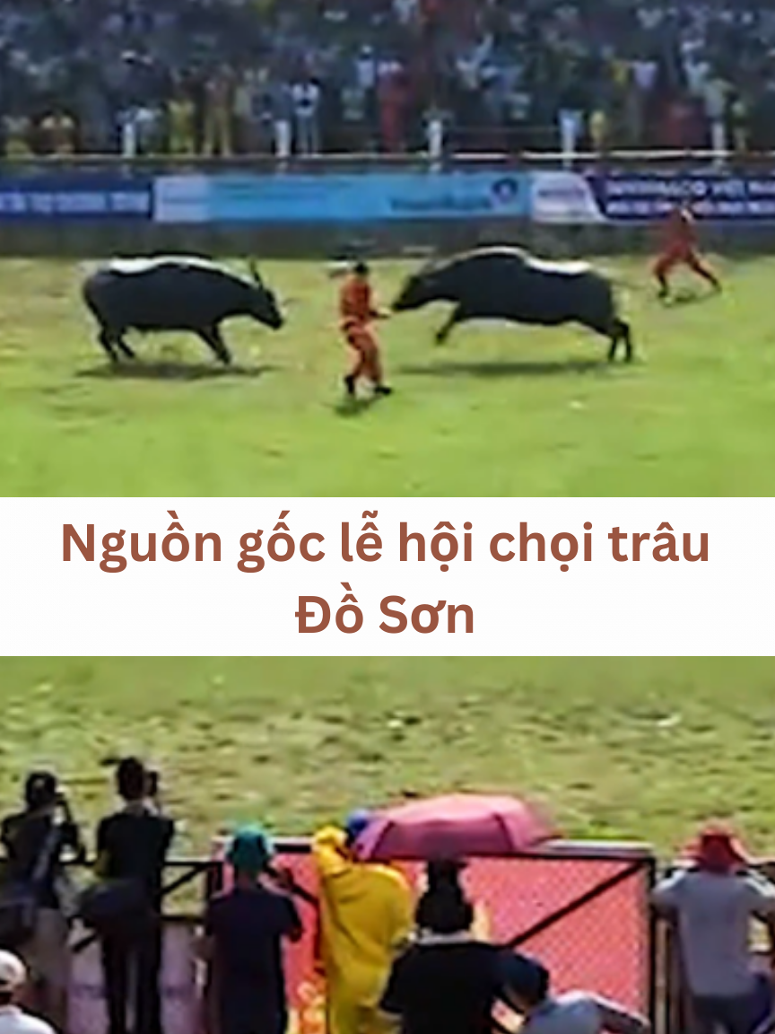 Nguồn gốc lễ hội chọi trâu Đồ Sơn #choitraudoson2024 #haiphong #dosonhaiphong #choitrau  #lehoichoitrautruyenthongquandoson  \