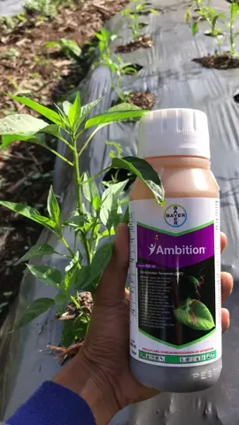 Manfaat ambition untuk tanaman cabe #petanicabe 