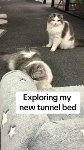 My best tunnel, love it💕#kittens #kittenlove #kittensupplies #kittentoy 