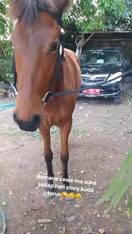 Si Naks Wanokaka 😜🐴🔥 #Rewa_rara🥶🔥💥 #wanokaka💙 #fyp_viral_tiktok #sumbapride🏝🔥 #hosepower 