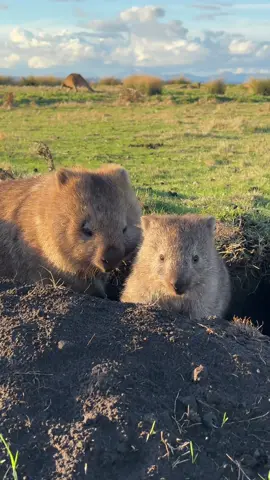 Nothing can break a wombats stride #cuteanimals #wildlife #australia #animalsoftiktok #wombat