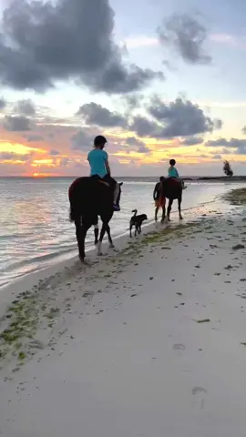 Sunrise beach ride at it’s best ☀️ Peaceful & slow morning on horseback by the seaside 🐴 📍Belle Mare, Mauritius  #cheval #horse #horseriding #equitation #maurice #mauritius 