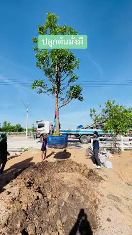 ปลูกต้นมั่งมี ให้ลูกบ้านคันนาวิลล์2 ต้นมั่งมีปลูกไว้เสริมบารมี และนำความมั่งมีด้านการเงินมาให้ เหมาะสำหรับปลูกเป็นไม้ประธานของบ้าน ครับผม🌳#บ้านสวน #คันนาวิลล์ #ต้นมั่งมี #โคกหนองนา #ไม้ประธาน #ปลูกต้นไม้ #ไม้ล้อม 