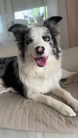 #cancan #funnyvideos #funnytiktok #funnydog #blueeyes #fyp #viralll #śmieszne 