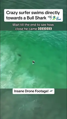 When this #mad #surfer saw a #bull shark on the #drone and started #surfing 🏄‍♂️🏄‍♂️🦈🦈 #foryoupage #fy #foryou #foryoupage❤️❤️ #oceananimals #sealife #surfer #waves #closeencounter #wildlifeencounters #fish #tooclose #themeg #jaws #murky #lowvision #lowvisibility #freespirit #naturesfinest #animalsoftiktok #zxycba #xuhuong #xyz #abcxyz 