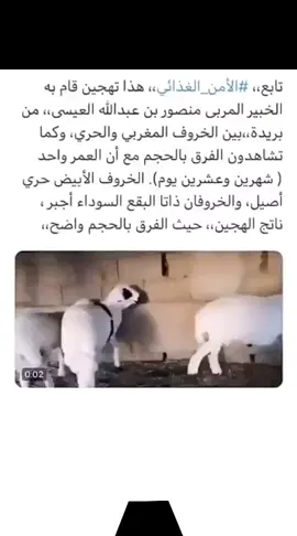 #هجين #الخروف #المغربي #و #الحري #ماشالله_تبارك_الله #مربي #المواشي #Love #friends #fyp #explore #1 #2 #3 #4 #5 #6 #7 #8 #9 #10 #11 #100k 