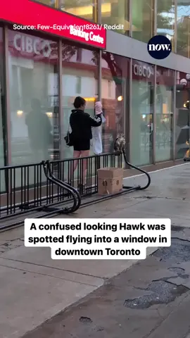 A stunned Hawk was spotted flying into glass windows in downtown Toronto.