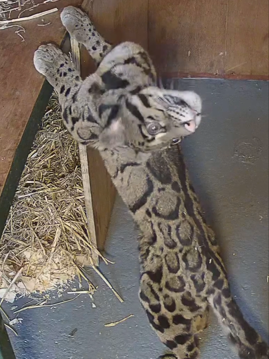 Lots of exciting updates this week, including our newest arrival Bua! 🧡