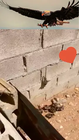 Wow duck's baby climb wall up #wildanimals #eagles #eagle #duck #birdlife #bird #birdwatching #birdlove #animals #nature #naturelove #wildlife #wildlif #prey #usa #america 