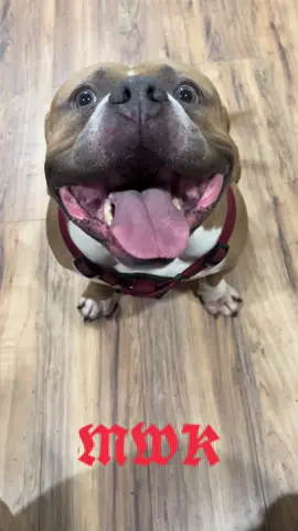The boys say Happy Friday everyone! King wont let me pet Capone #MajesticBully #americanbullys #son #americanbullly #king #father #sire #Ch455sbdetox #rip #Detox #stud #puppies #fawn #white #45southbullies #bluenose #bluenosepitbull #capone