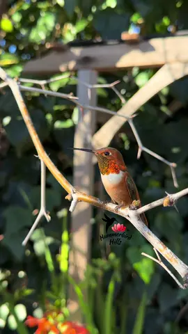 Happy Friday from Mr. Allen 🧡✨ #hummingbirds #nature #allenshummingbird  . Share this video with friends and family to spread the joy of hummingbirds ✨ . . © All rights reserved.  Don’t use without permission.  . . . #birds #naturelover #Outdoors #birdwatching #gardenbirds #featherperfection #instabirds #wildlife #hummingbirdfeeder #backyardbirds #birdsinflight #hummingbird  #hummingbirdsoftiktok #asmr #foryou #vibes #WeekendVibes #viral #fyp #foryoupage #reels #birdreels #naturereels #reels__tiktok #viralvideo 