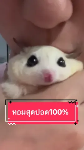 นี่สินะที่เค้าเรียกว่า รักปากจะกลืนกิน55555555 #โม่มี่ชูก้าเทวดา #ชูก้าไกรเดอร์ #ชูการ์ไกลเดอร์ #ชูก้าไรเดอร์ #sugarglider #sugarglidersoftiktok #สัตว์เลี้ยงtiktok #สัตว์เลี้ยงน่ารัก 