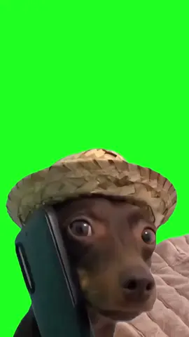 PICK UP THE PHONE. #DOG #DOGG #CALLING #PHONE #GREENSCREEM #greenscreen #FOOTAGE #EDITS #EDITTHIS