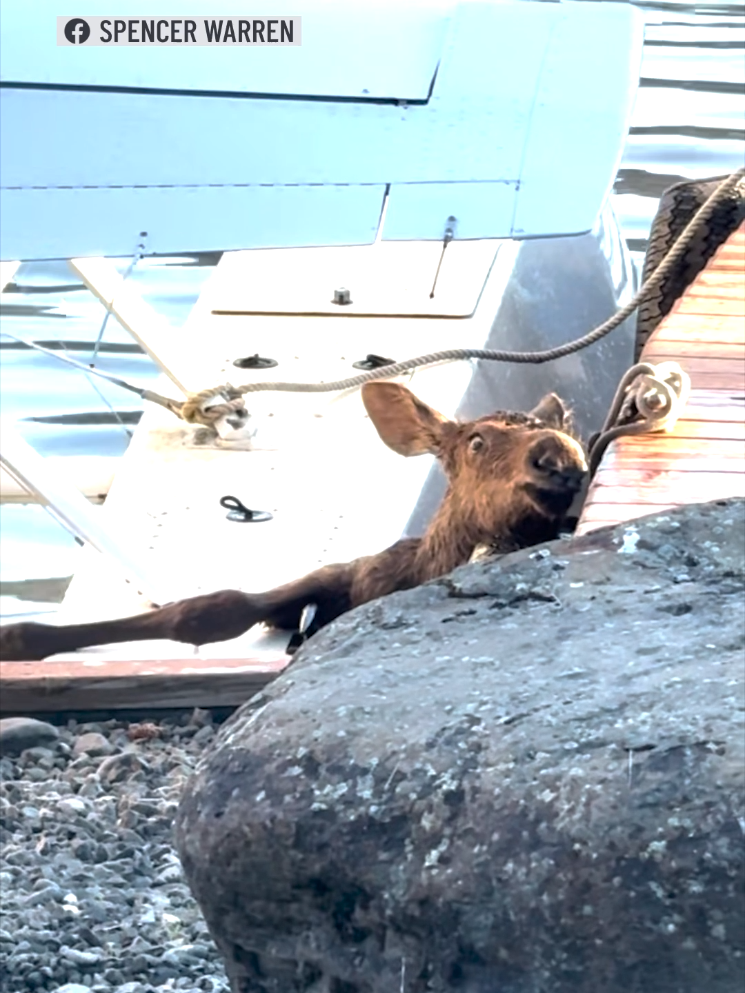 An Alaska man and two police officers joined forces to rescue a baby moose that got stuck between a floatplane and a dock in a lake. #moose #babymoose #Alaska