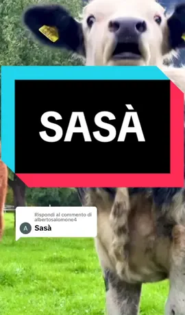 Risposta a @albertosalomone4 👍🏻✔️#talkinganimals #viral #foryou #funnyvideos #namesmemes #mumu 