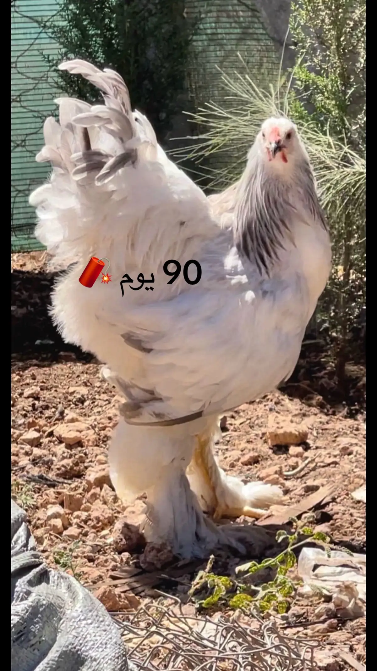 فرخ لايت في عمر 90 يوم 🧨 #ذجاج #براهمة #chiken #الشعب_الصيني_ماله_حل😂😂 