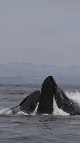 Are you ready for feeding frenzy season? We sure are! The whales are coming in for the massive amounts of sardines, anchovies, & krill here in Monterey. Here you can see a pair of Humpbacks vertically lunging for anchovies with a pec fin follow through. 🐳Book now using link in bio🎉 #whalewatching #whale #tail #humpbackwhale #breach #jump #fly #low #news #media #lunges #wildlife #montereycalifornia #coast #cali #sun #fun 