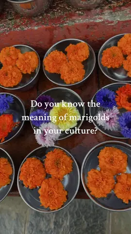 Marigolds are beautiful flowers that have taken root, literally and symbolically, in many cultures. With their vibrant colors, marigolds are a staple in celebrations, rituals and religious events around the world. In South Asia, the marigold’s bright color represents the sun as the source of life and are symbolic of warmth, passion and creativity. Their strong fragrance is believed to ward off negativity and evil spirits. In Nepal, marigolds are called “the hundred-leafed flower